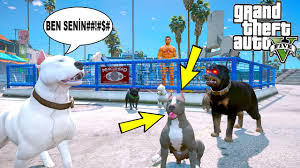 Yavru Pitbull Babasi Beyaz Pitbull Jack Ten Kufur Ogreniyor Gta 5 Youtube