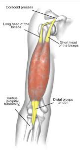 The tendon and its sheath can become bound together, a condition known as adhesive tenosynovitis, which can severely restrict the range of motion within the. The Hook Test Don T Miss A Rupture Of The Biceps Tendon At The Elbow Shoulder Elbow
