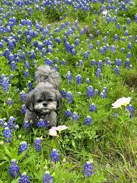 Bluebonnets in Bloom 2023