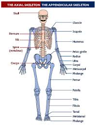 The Skeleton And The Muscles Basic Anatomy And Physiology Human Skeleton Anatomy Human Body Anatomy