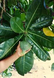 Image result for Barringtonia asiatica