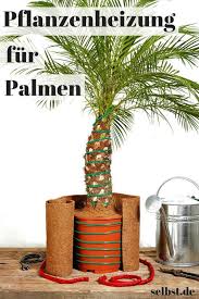 Palmen Uberwintern Garten Winterfest Machen Garden Plants Und Planters
