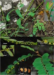 Image result for Phyllanthus ovalifolius