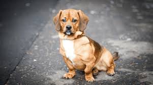 Prices as low as $85. Pug Mix Breeds For Sale