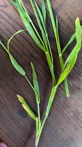 Image result for Ehrharta erecta