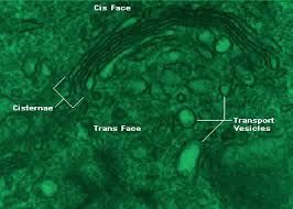 Cell biology mcq cell biology test cytology mcq golgi body mcq mcq on cell mcq on golgi complex. Golgi Apparatus Or Golgi Complex Functions And Definition