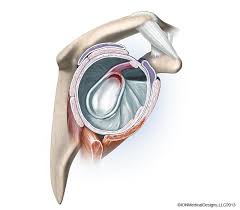 Image result for SLAP Lesion