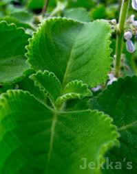 Image result for Coleus amboinicus