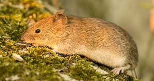 Hantaviren sind erreger sogenannter viraler hämorrhagischer fieber. Hantavirus Prognose Landesgesundheitsamt Stuttgart