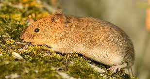 They may cause severe diseases. Hantavirus Prognose Landesgesundheitsamt Stuttgart