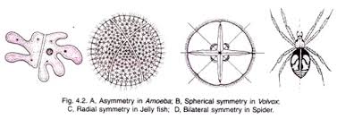 We did not find results for: Types Of Symmetry 3 Types Animal Kingdom