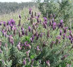 Image result for Buchnera libenii