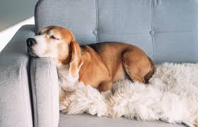 Streichst liebevoll über den schönen hellgrauen stoff… und zack: Das Ideale Sofa Fur Hundebesitzer Sofa Ratgeber De