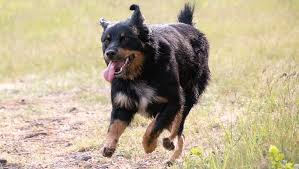 Here are the list of top 10 rottweiler cross breeds produced when rottweiler mat with other good dog breeds. German Shepherd Rottweiler Mixed Dog Breed Pictures Characteristics Facts
