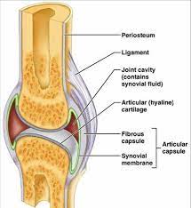 404 Page Not Found Synovial Joint Joint Flexible Joint