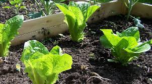 Maybe you would like to learn more about one of these? Easiest Way To Grow Romaine Lettuce At Home It S Garden Thyme