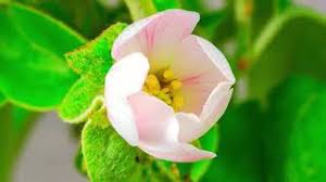 ما كانَ رجال العيدِ رجالاً حسبُ قساةً ، فجميعُ رجال العيدِ من الغرباءْ. Ø²Ù‡ÙˆØ± ÙˆØ±ÙˆØ¯ Mp3