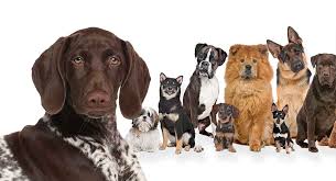 Make sure you understand and research all dog breeds you are looking to own before purchasing your german shorthaired pointer mix puppy from one of our reputable breeders. Pointer Mixes Which One Do You Like The Look Of