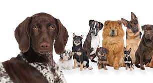 German wirehaired pointer gwp versatile hpr breeder uk,puppies,working. Pointer Mixes Which One Do You Like The Look Of