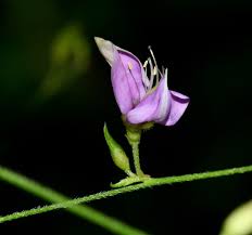 Image result for Galactia