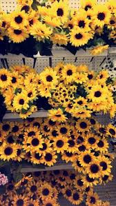 Aesthetic Black And Yellow Flowers Sunflowers Wallpapers Flower Aesthetic Indie Flowers Lockscreen Https Weheartit Com Entry 328658 Yellow Aesthetic Sunflower Wallpaper Amazing Flowers