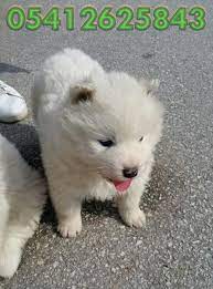 samoyed yavru ilanlari 05412625853 samoyed samoyed yavrusu