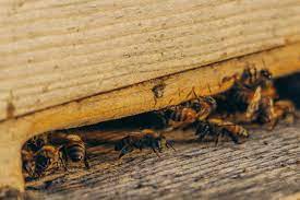 Green dots pest control and cleaning services llc. Pest Control In Restaurants And The Foodservice Industry Daily Bayonet