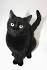 49 Best Black American Shorthair images | Black american ...