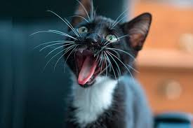 Aggressivitat Bei Katzen Grunde Warum Deine Katze Aggressiv Ist Katzenarten Katzen Tiere Und Haustiere