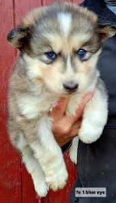 ST. JOHN'S INDIAN DOG PUPPIES