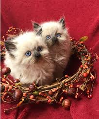 Browse himalayan kittens for sale & cats for adoption. Khloe S Kittens Persian Kittens For Sale Himalayan Kittens For Sale Exotic Shorthair Kittens For Sale Exotic Longhair Kittens For Sale