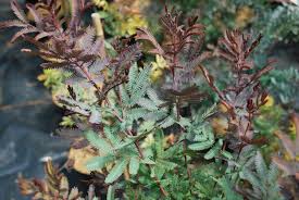 It flowers very early, my pictures were taken at the end of july, which is the end of winter here. Acacia Baileyana Purpurea Shrubs For Sale Uk Letsgoplanting Co Uk
