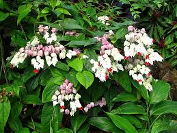 Image result for Clerodendrum toxicarium