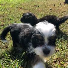 Check spelling or type a new query. Lucy Mixed Breed Adopt Mixed Breed Small S For Sale At Vip Puppies Mixed Breed Puppies Mixed Breed Dogs Medium Mixed Breed Dogs