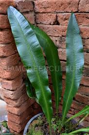 Image result for Elaphoglossum kivuense