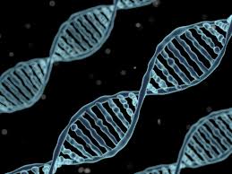 Dna (deoxyribonucleic acid) is the genomic material in cells that contains the genetic information used in the development and functioning of all known living organisms. Ghost Dna In West Africans Complicates Story Of Human Origins Npr