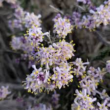 Image result for Selago viscosa