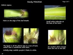 Image result for Melinis repens