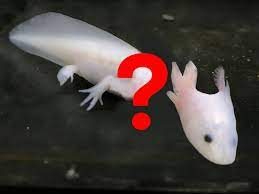 To ensure that your axolotl will have more than enough space, and to house everything. Can An Axolotl Regrow Its Head Axolotl Nerd