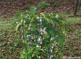 Image result for Pleiocarpa