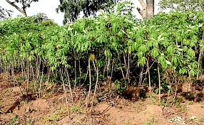 Image result for Manihot esculenta