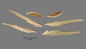 Image result for Bromus catharticus