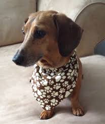 Pet Accesories Pet Supplies Dog Bandanas Neckware Dog Over Collar Scarves Personalize Great Pet Gift Mini Dach Miniature Dogs Miniature Dachshund Dog Paw Print
