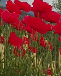 Avant de vous lancer, je vous déconseille d'essayer de dessiner au crayon sur vos œufs. Coquelicot Beaute Bien Etre Et Gourmandise Www Lesjardinsdalice Ch