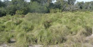 Image result for Elionurus muticus