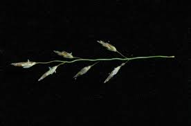 Image result for Eragrostis cylindriflora