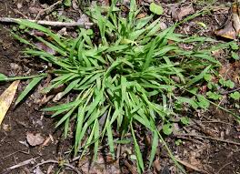 Image result for Nesaea erecta