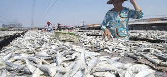 Check spelling or type a new query. Gambar Kartun Nelayan Menjemur Ikan Radea