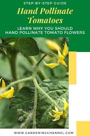 Normally, a tomato blossom is pollinated and then fruit develops. How To Hand Pollinate Your Tomato Flowers