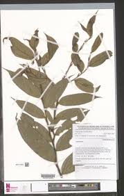 Image result for Anisophyllea quangensis